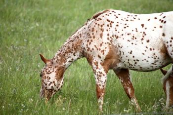 Grazing Stock Photo