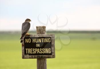 Hunting Stock Photo