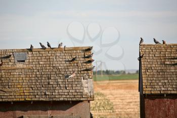 Pigeons Stock Photo