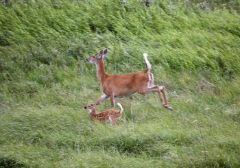 White-tailed Deer (Odocoileus virginiania) can be recognized by its characteristic white tail, which it raises as a signal of alarm and is seen in its escape. The male buck usually weighs from 60-160 