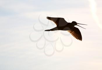 Marbled Godwit (Limosa fedoa) is a large shorebird. Its length is 46-51 cm or 18-20 inches and has a wingspan of 81 cm or 32 inches. Adults have long blue-grey legs and a very long pink bill with a sl