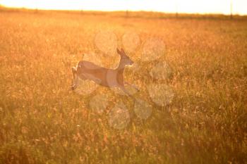 White-tailed Deer (Odocoileus virginiania) can be recognized by its characteristic white tail, which it raises as a signal of alarm and is seen in its escape. The male buck usually weighs from 60-160 