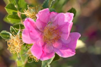 Wild Prairie Rose (Rosa Arkansana) is a deciduous shrub growing to 1.2 meters tall and spreading with suckering stems. The leaves are pinnate with 9-11 lealets. The flowers are pink and with a 2.5 to 
