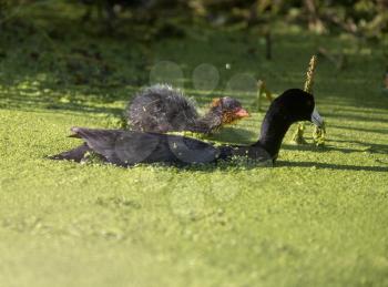 American Coot Waterhen and Babies in Marsh Canada