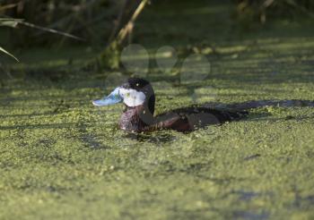Ruddy Duck in Green Water in Saskatchewan Canada swim