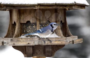 Blue Jay at Bird Feeder Winter Snow Storm Canada