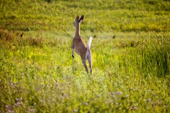 Deer jumping in Field crop in Saskatchewan Canada