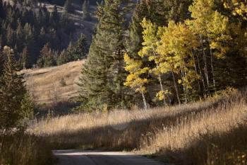 Autumn Colors Cypress Hills Canada interprovincial Park