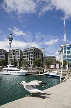 Auckland New Zealand harbor front downtown City