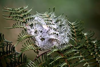 Spider Web Silk in North Island New Zealand
