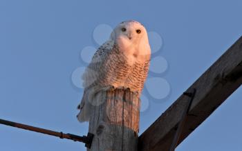 Snowy Owl on Pole Winter in Saskatchewan