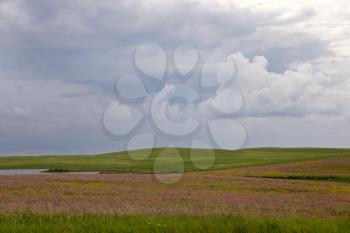 Prairie Storm Clouds Canada Saskatchewan pink alfalfa