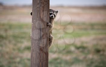 Racoon Hiding Telephone Pole in Saskatchewan Canada