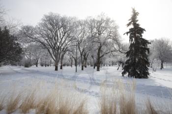 Hoar Frost Prairie in Saskatchewan Canada winter Cold