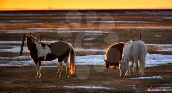 Horses Llama at Sunset in pasture in Saskatchewan Canada