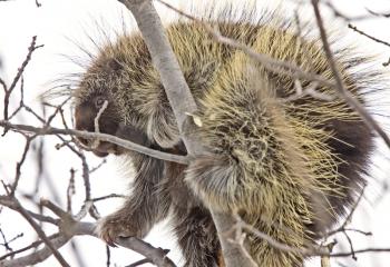 Porcupine in Tree close up winter Canada