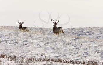 Deer Buck in Winter in field Saskatchewan canada