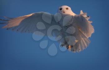 Snowy Owl in Flight in Saskatchewan Canada blue sky