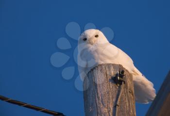 Snowy Owl on Pole blue Sky Saskatchewan Canada