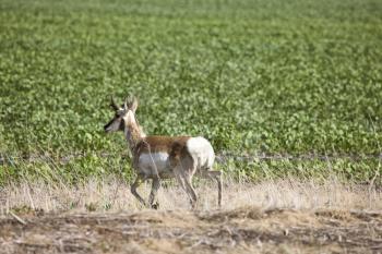 Antelope in Field pronghorn prairie Saskatchewan Canada