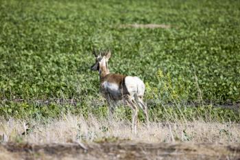 Antelope in Field pronghorn prairie Saskatchewan Canada