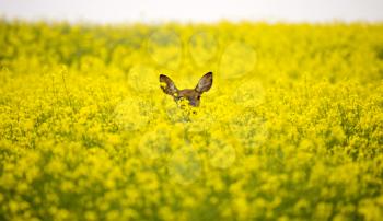 Deer in Canola Field yellow Saskatchewan Canada