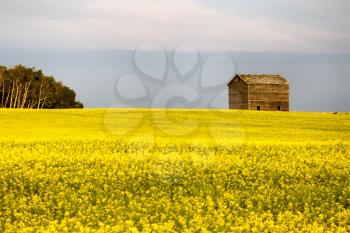 Prairie Scene Saskatchewan summer crop harvest Canada