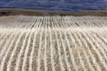 Landscape Saskatchewan Prairie Rurual Scene crop rows stubble