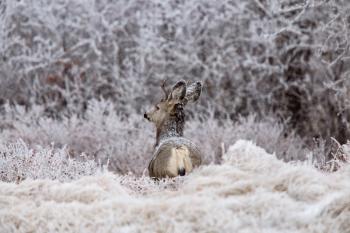 Winter Frost Saskatchewan Canada ice storm deer