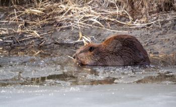 Beaver in Spring Canada Saskatchewan busy working