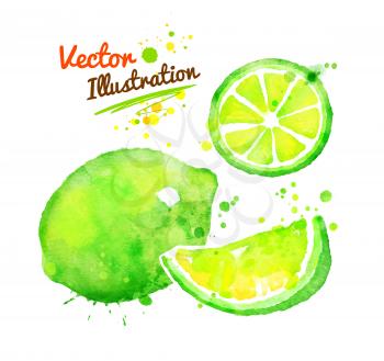 Vector watercolor hand drawn illustration of lime.