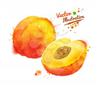 Vector watercolor hand drawn illustration of peach.