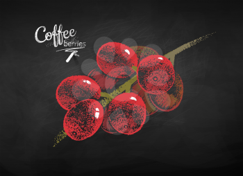 Vector chalk drawn sketch of coffee branch with berries on chalkboard background.