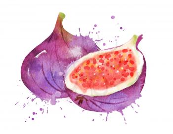 Watercolor isolated vector illustration of figs, whole and half with paint smudges and splashes.