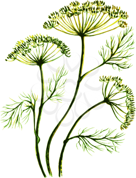 vector illustration stylized watercolor sprigs of dill, fennel