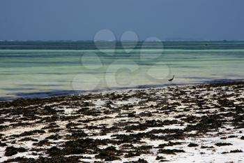 beach seaweed and  bird in tanzania zanzibar