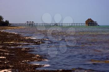 beach seaweed and harbor in tanzania zanzibar