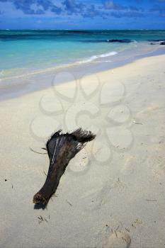 beach and palm in ile du cerfs mauritius