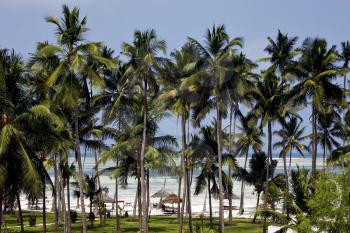 beach palm and coastline in  zanzibar
