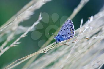 blue butterfly resting in the bush