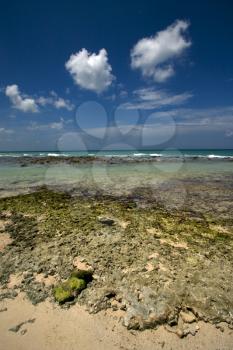 beach rock and stone  in  republica dominicana