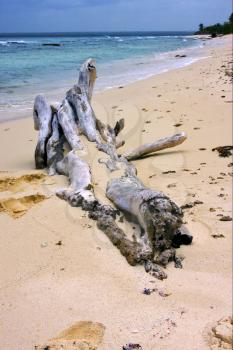 beach rock stone  footstep and tree in  republica dominicana