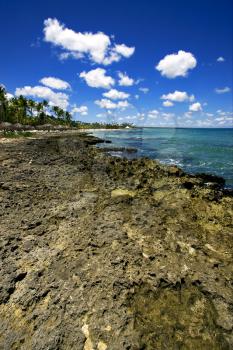 beach rock stone and tree in  republica dominicana