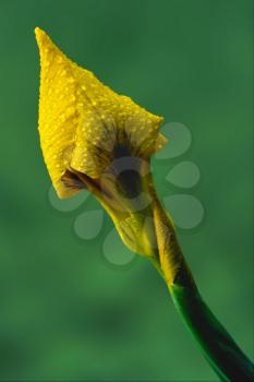 close up of a  iridacee wild yellow iris pseudocorus