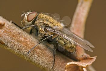 a brown fly in a branch