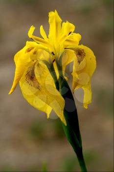 close up of a  iridacee wild yellow iris pseudocorus
