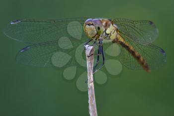 front of wild black yellow dragonfly on a wood branch  in the bush