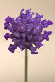 a violet flower  dispsacacea labiate mentha aquatica scabioso