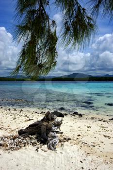 a tree in the beach of deus cocos in mauritius