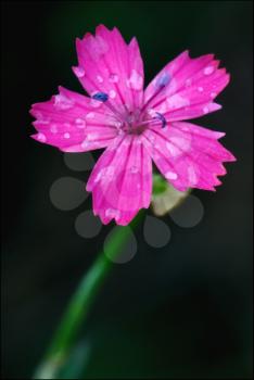 wild violet carnation  epilobium parviflorum hirstum sylvestris